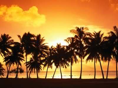 palmeras
